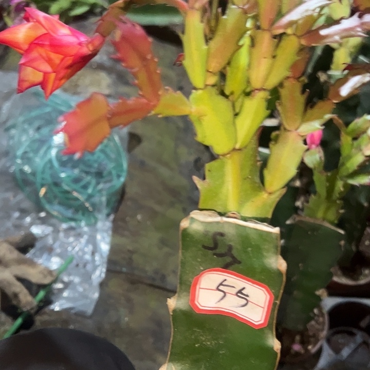 紫***当，55号带盆高纯桑吉塔
