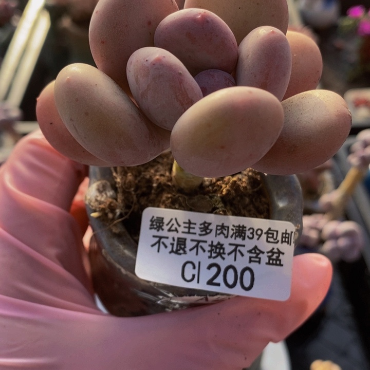 蛋黄奶单头200多肉植物