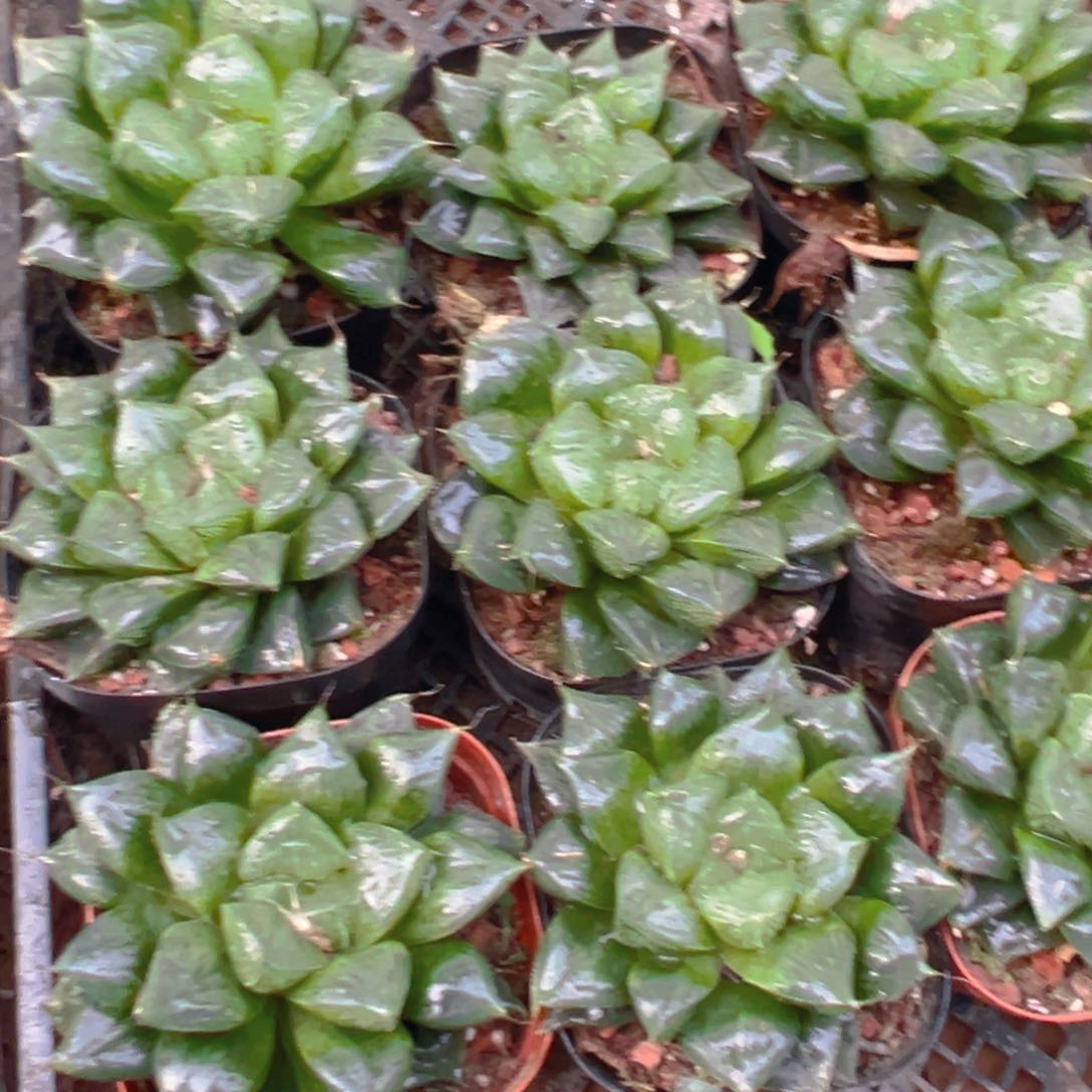 三仙寿多肉多肉一颗