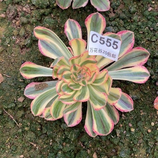 555拉丝锦锦多肉植物