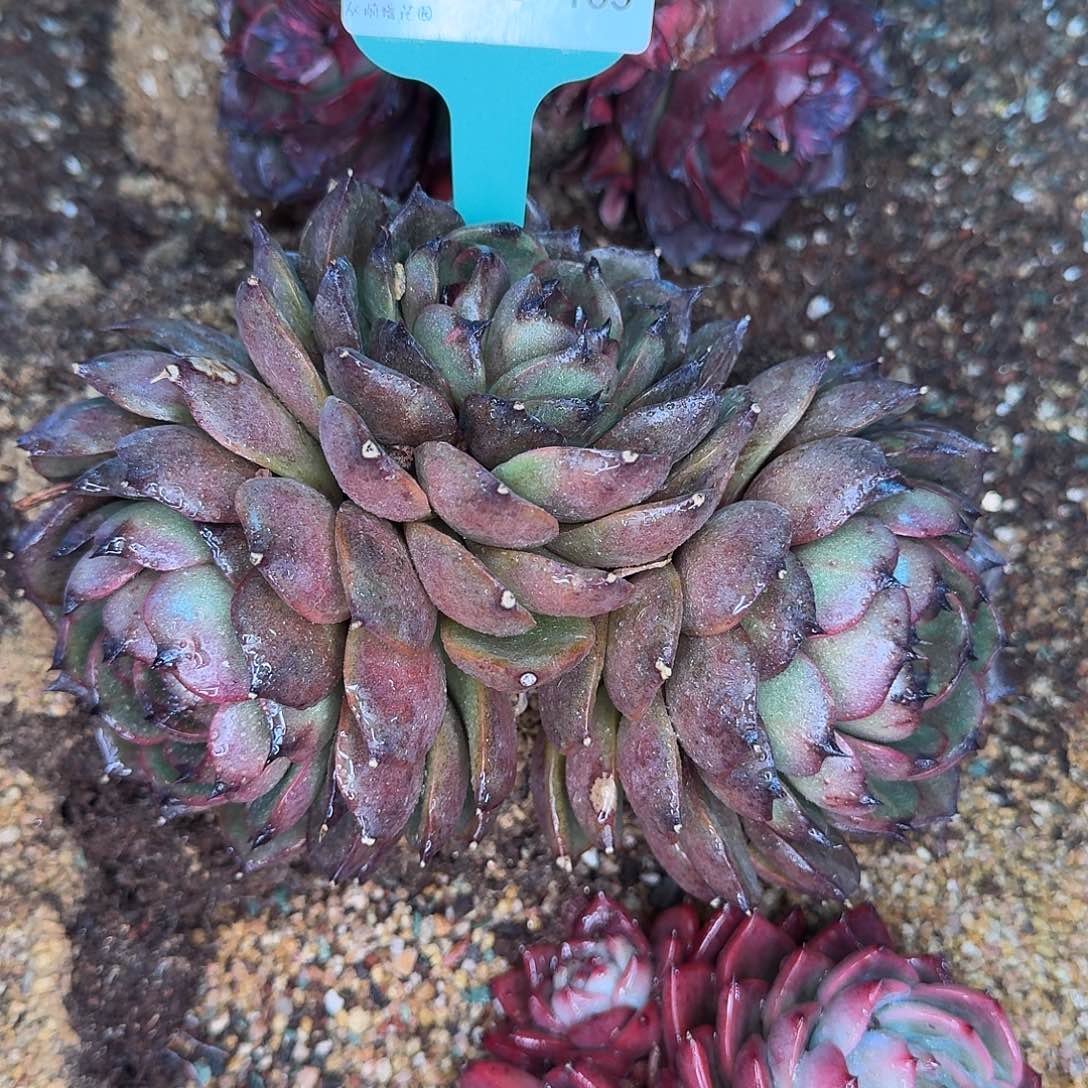 从前慢花园多肉0130-183