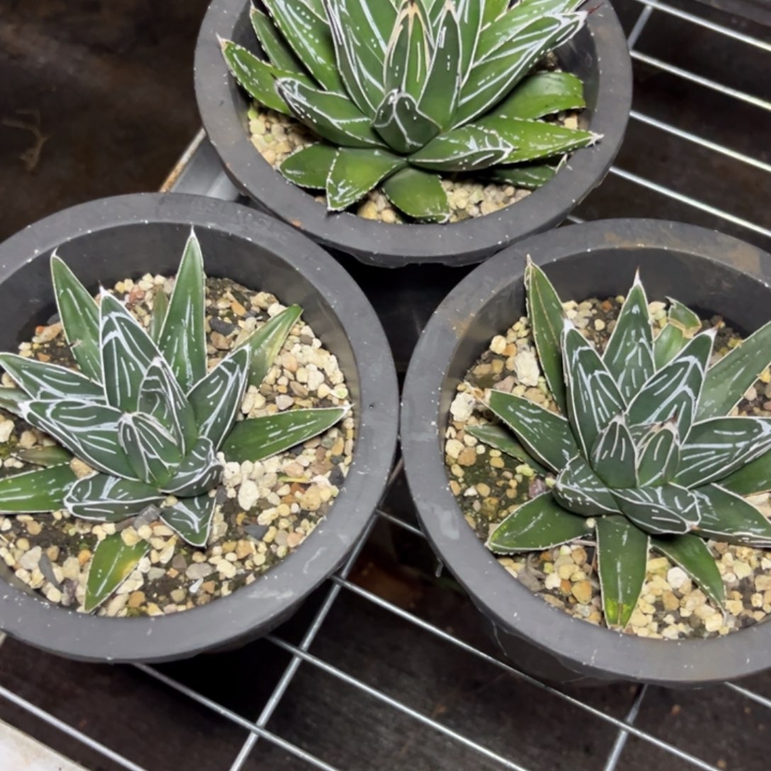 多肉笹之雪绿植盆栽