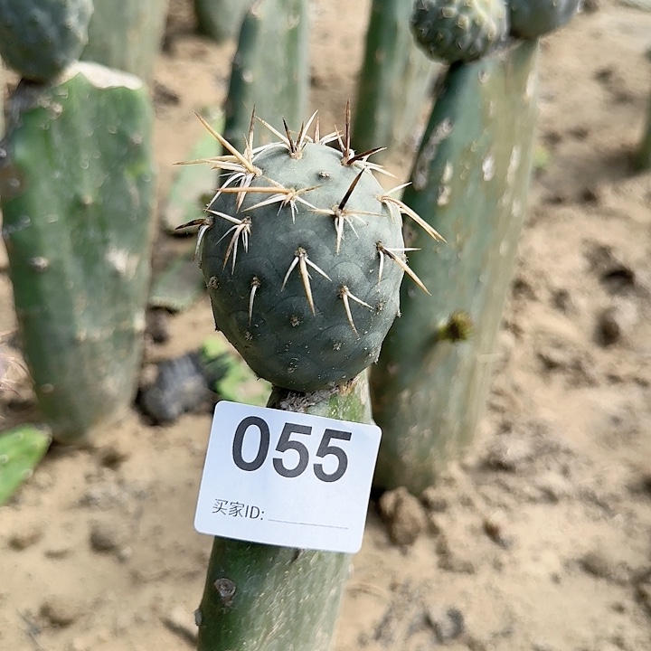 金娃娃原地短豪刺055