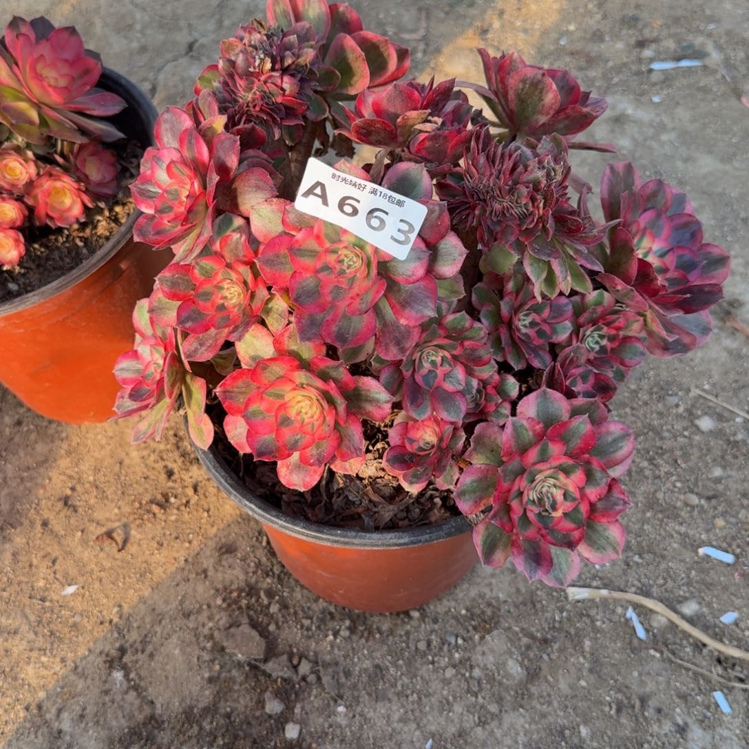 663荔枝。多肉植物