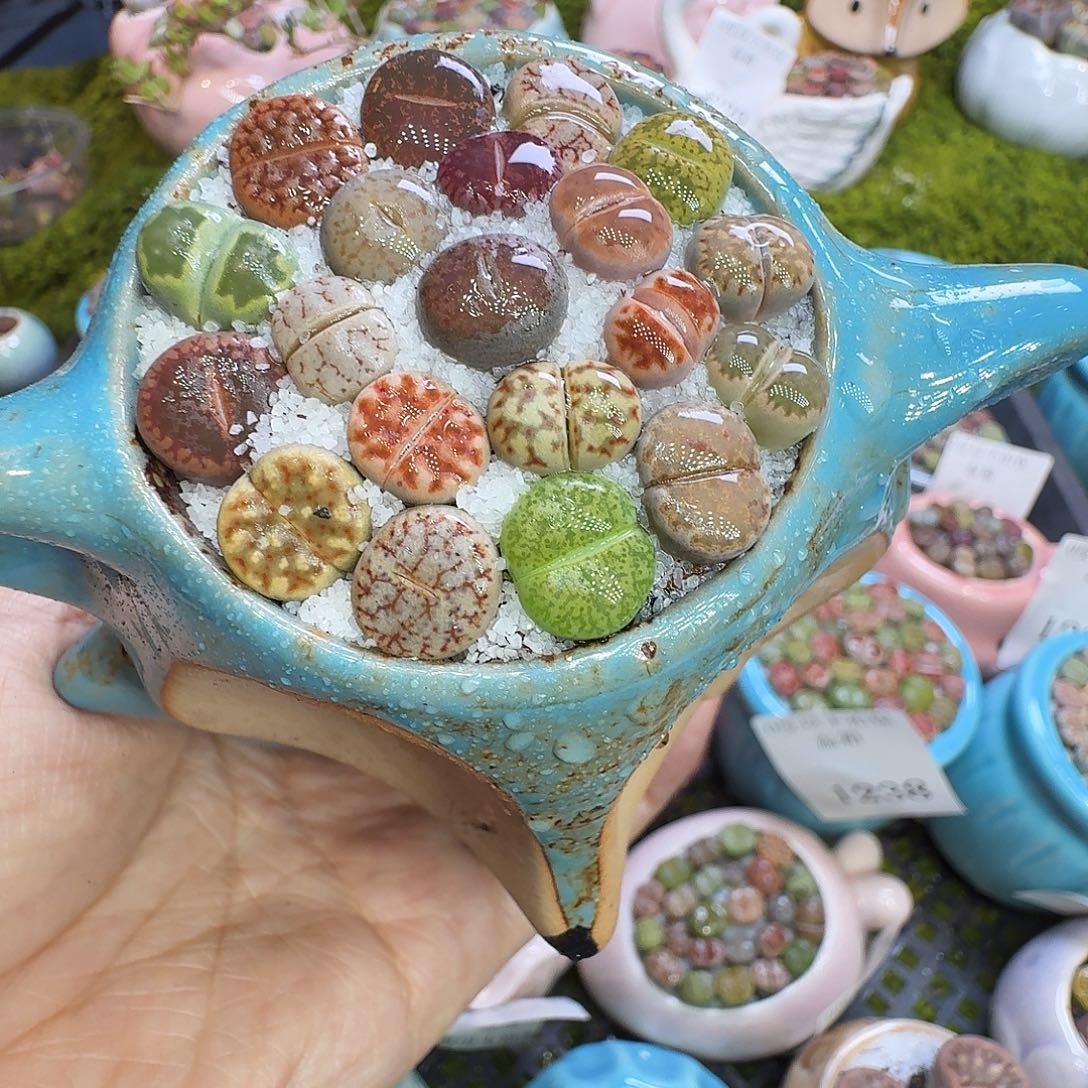 多肉植物福利冲1244