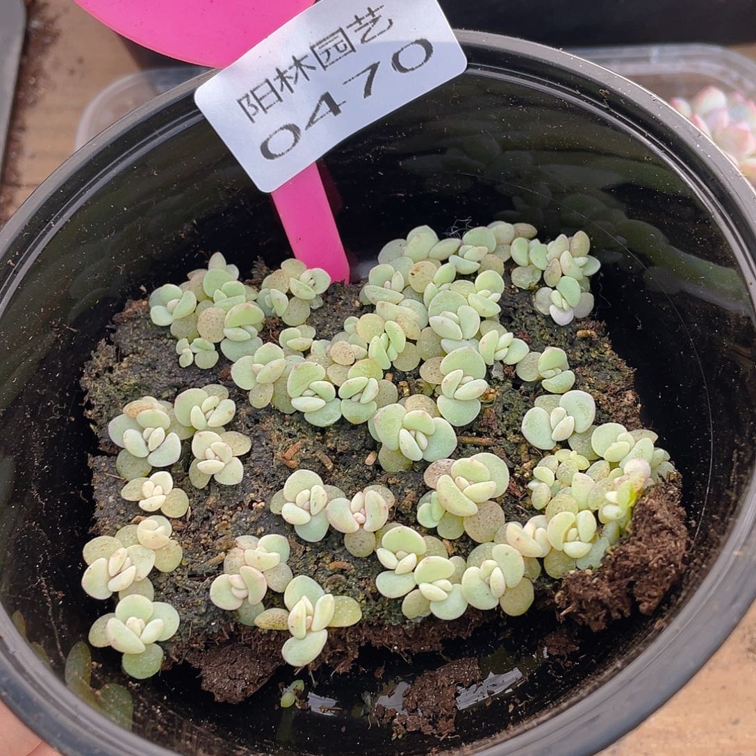 量拍多肉植物多肉植物470