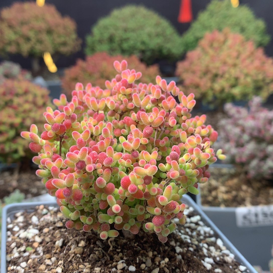 c203蜜橘糖球枝干番杏