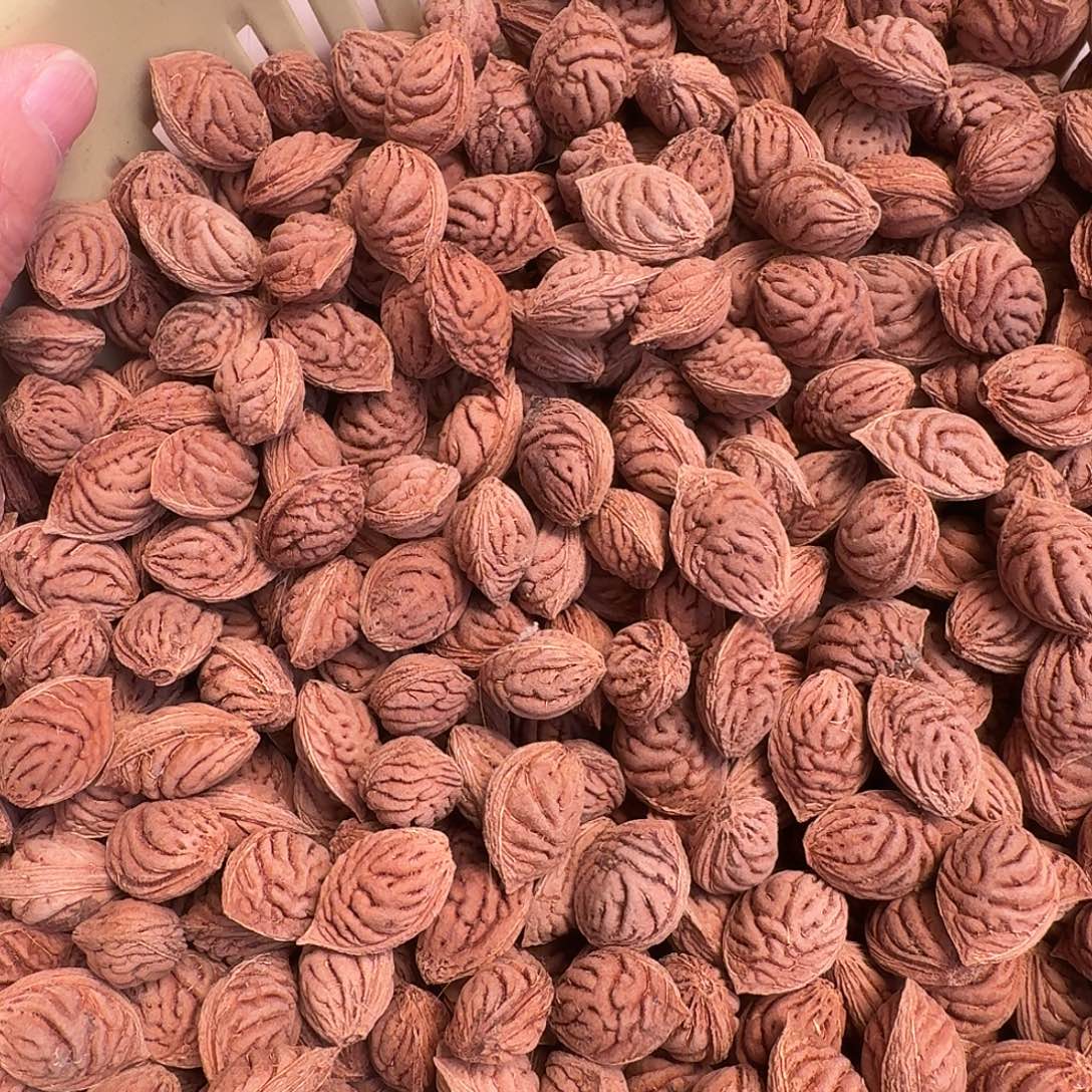 精品野生碧桃核同树1000颗