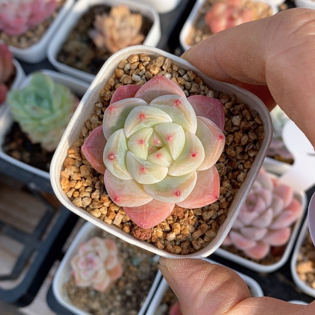 精品多肉一物一拍不包整603