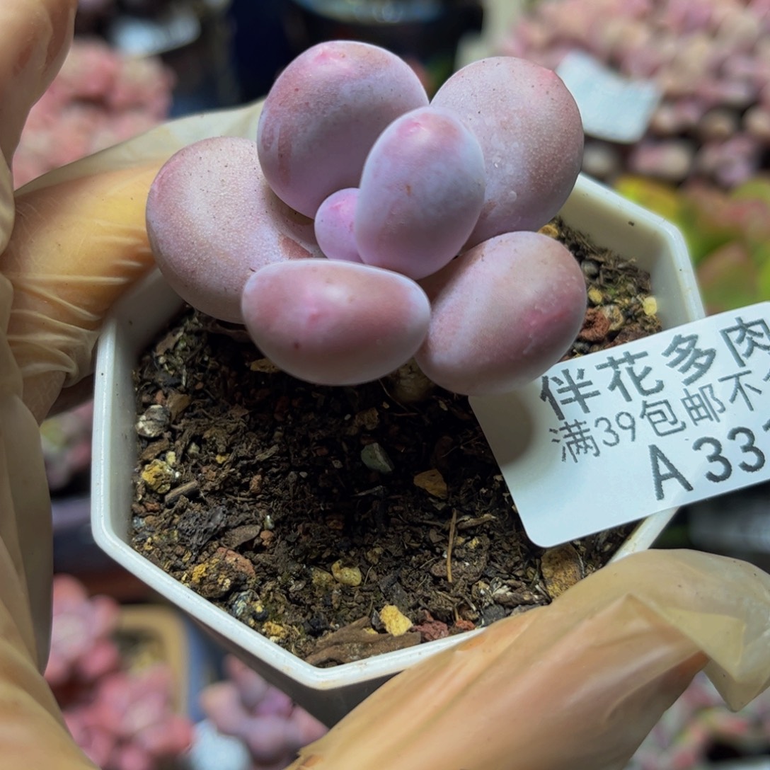 331蛋黄奶酪4厘米多肉