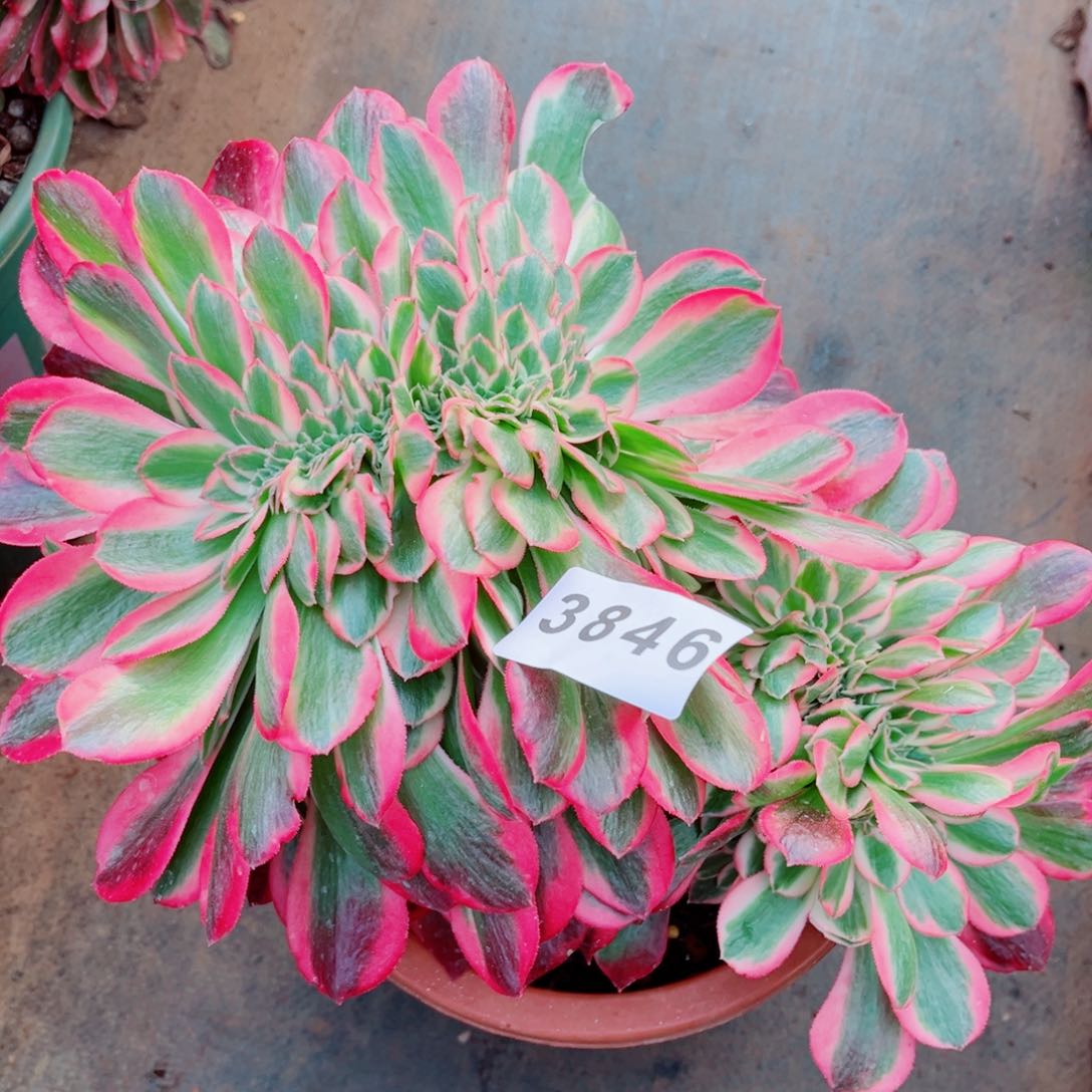 粉女郎缀化多肉发货