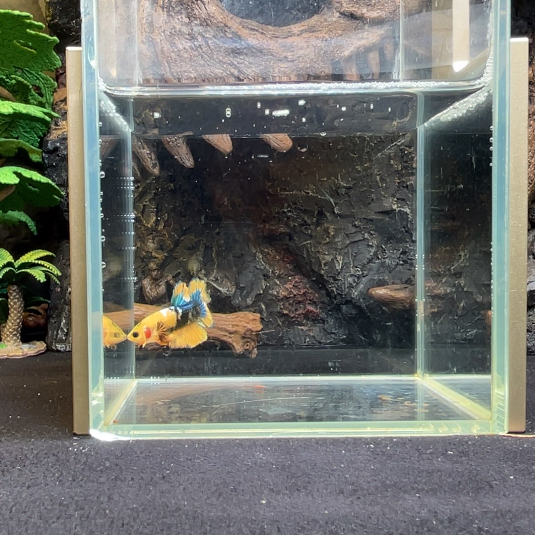 斗鱼十二月七日竞价