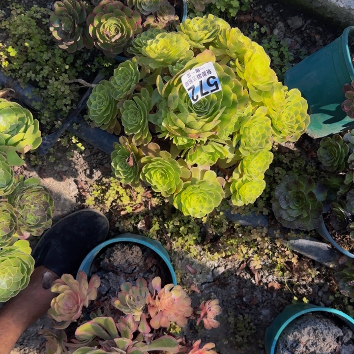 雨荷花25-6包邮花花