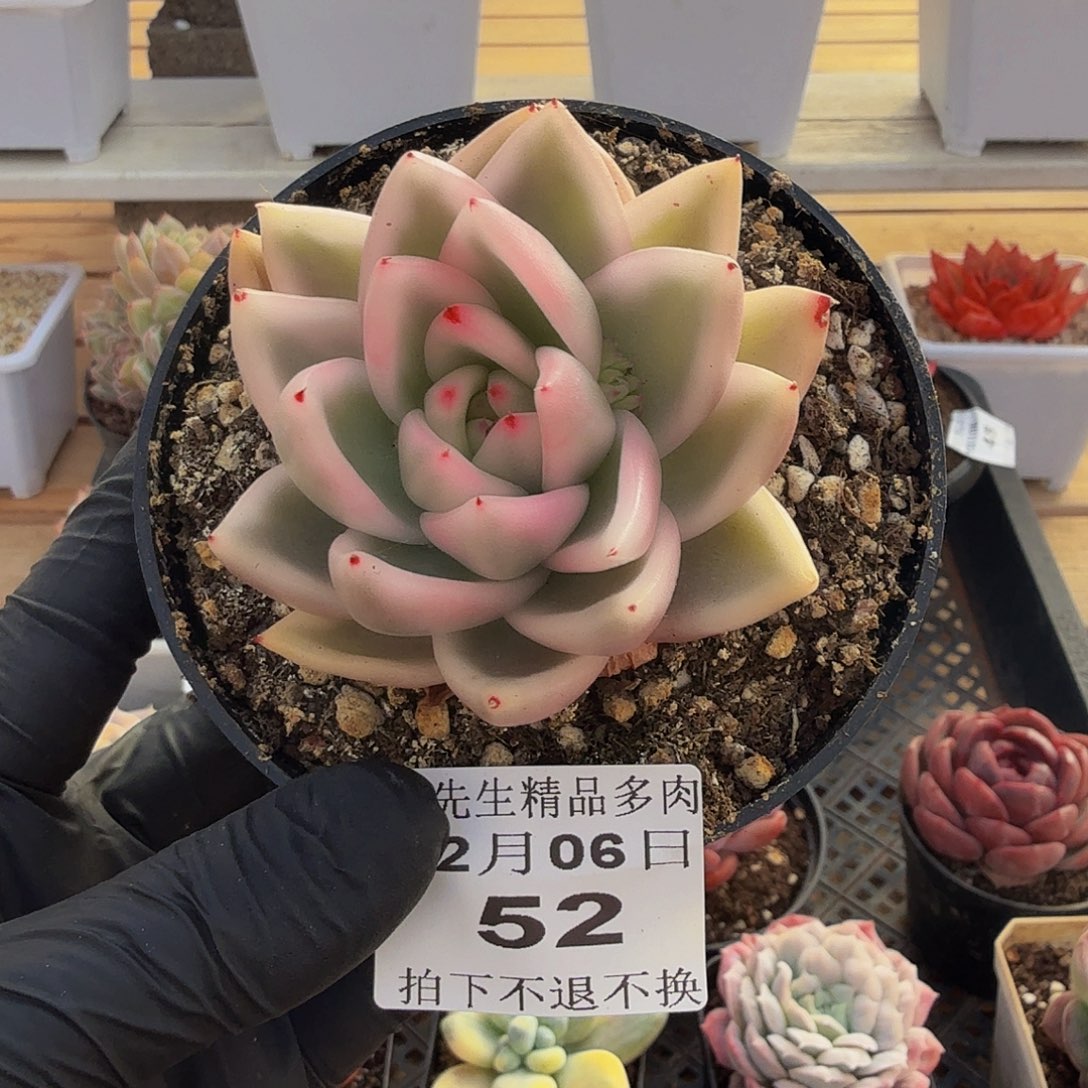 1206-52雪白玛丽亚锦