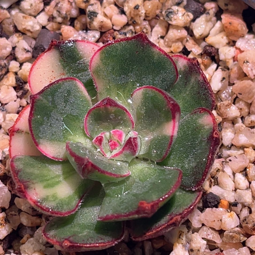 多肉特价丹尼尔锦头盖7010