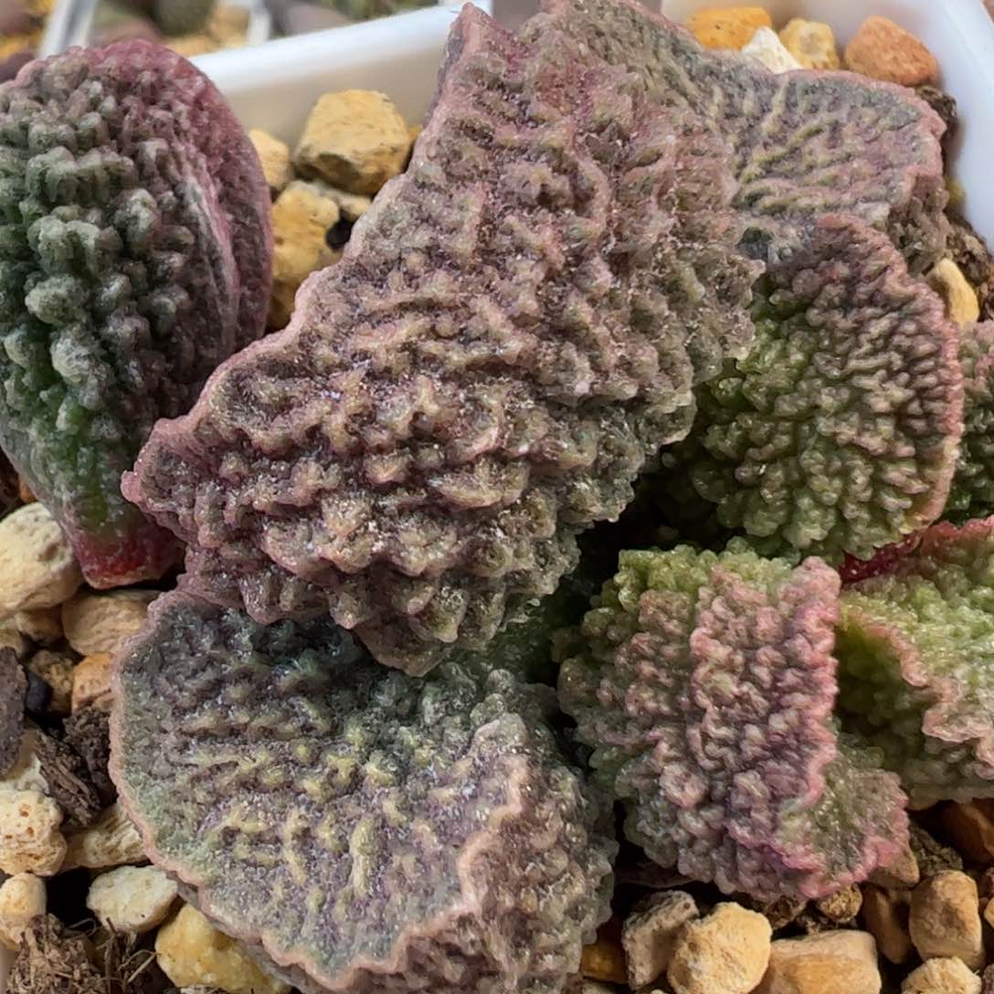 024-5775叶片叶片叶片