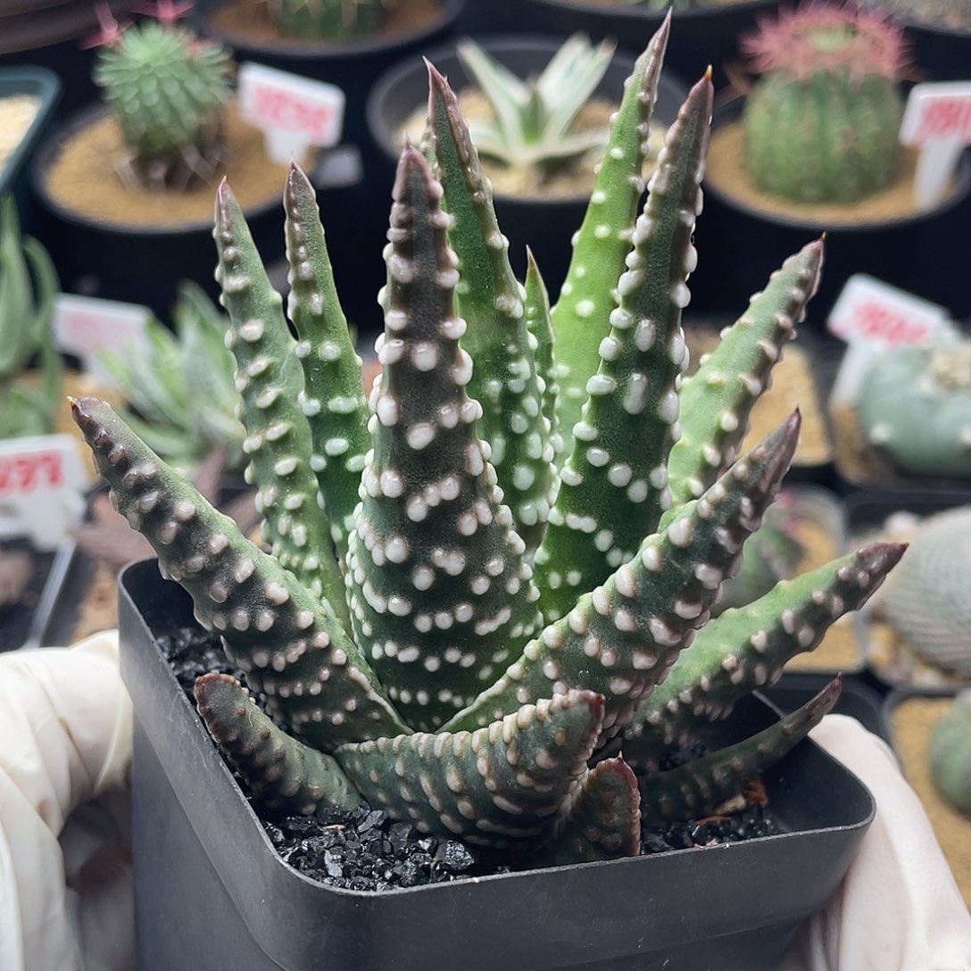 实生原始泪珠仙人球