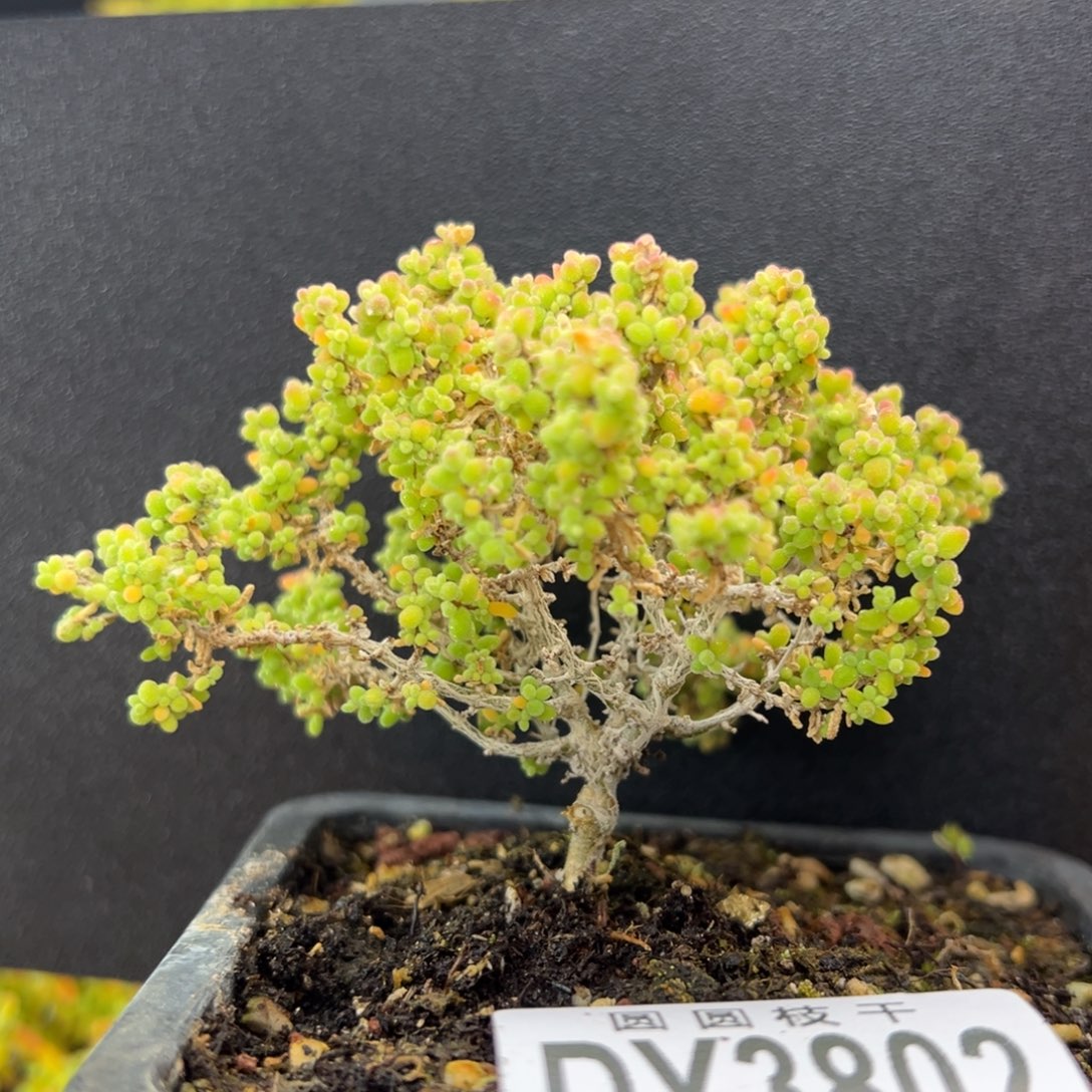 dy3802老桩小小米冠幅8cm