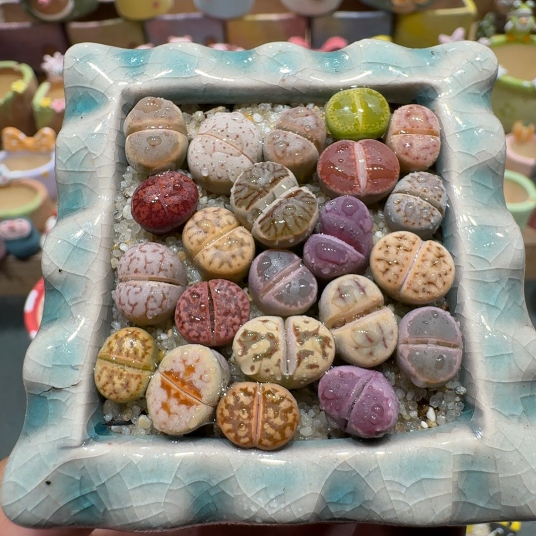 蘑菇1000彩拼多肉植物