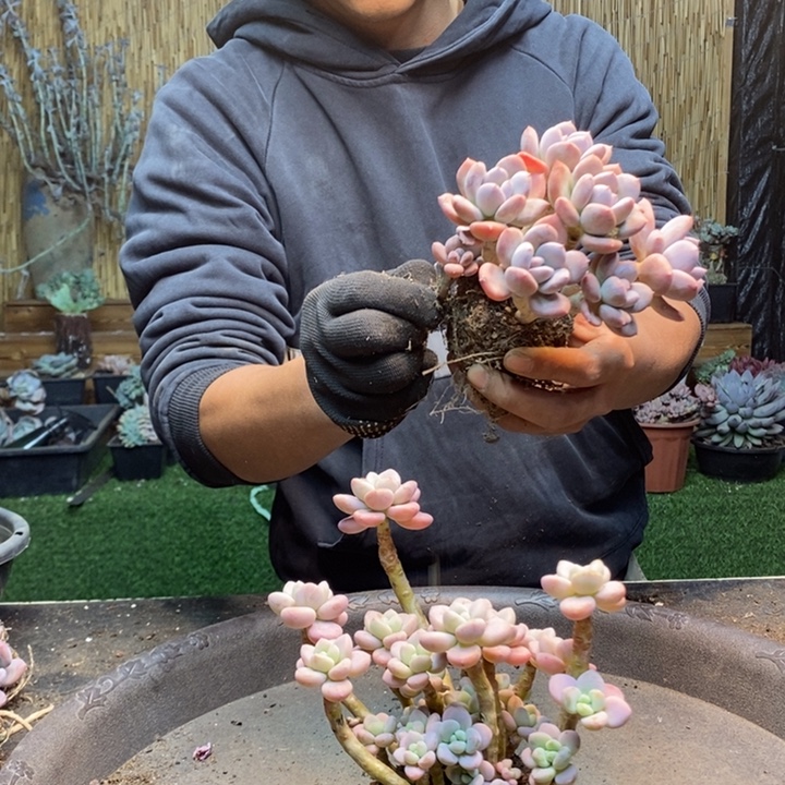 想***488号洛神多肉植物