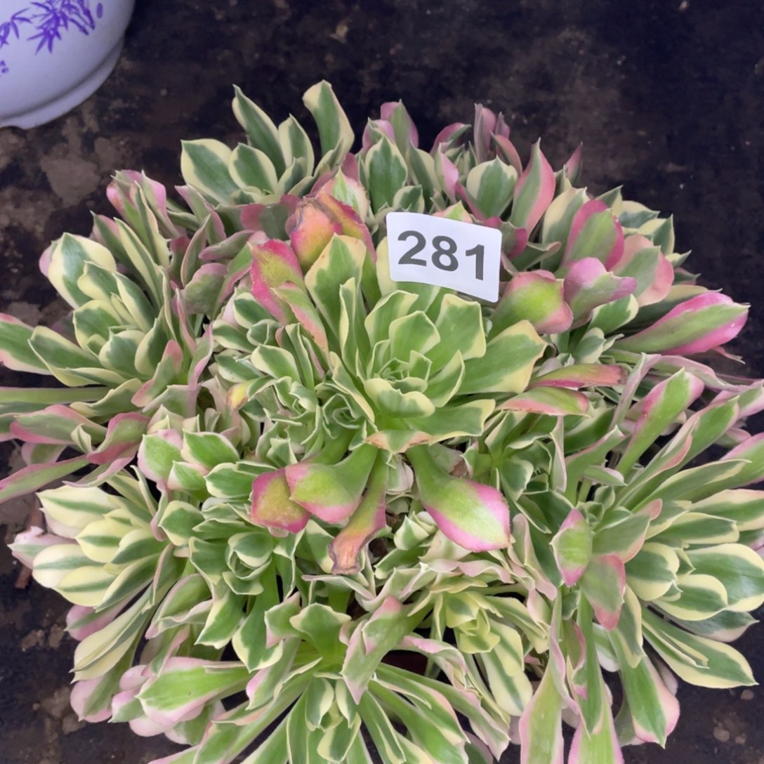 281号白凤大手捧花