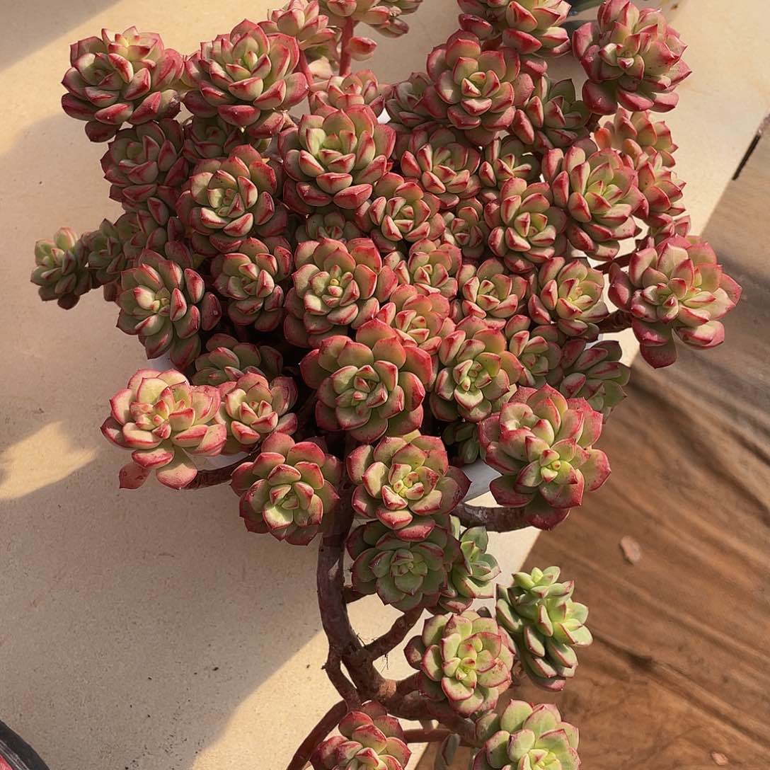 探戈047 多肉多肉多肉