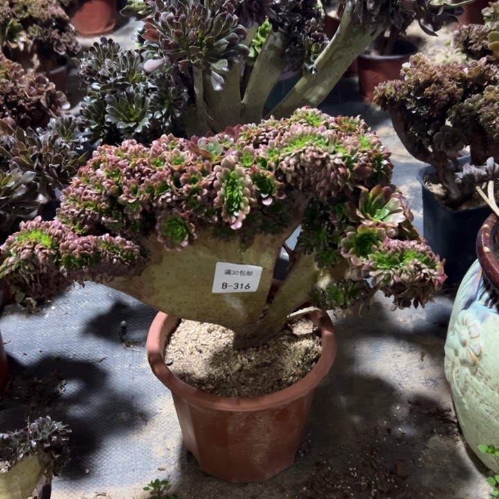 *️*316多肉植物嘉年华