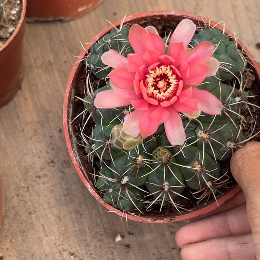 ꧁***꧂实生绯花玉仙人球1