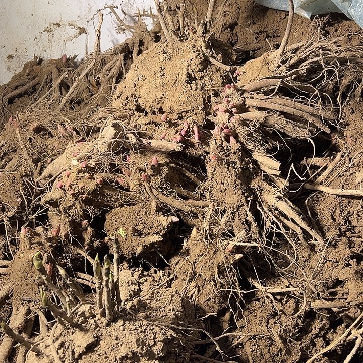 梅***雲完全开放黑天鹅多支条