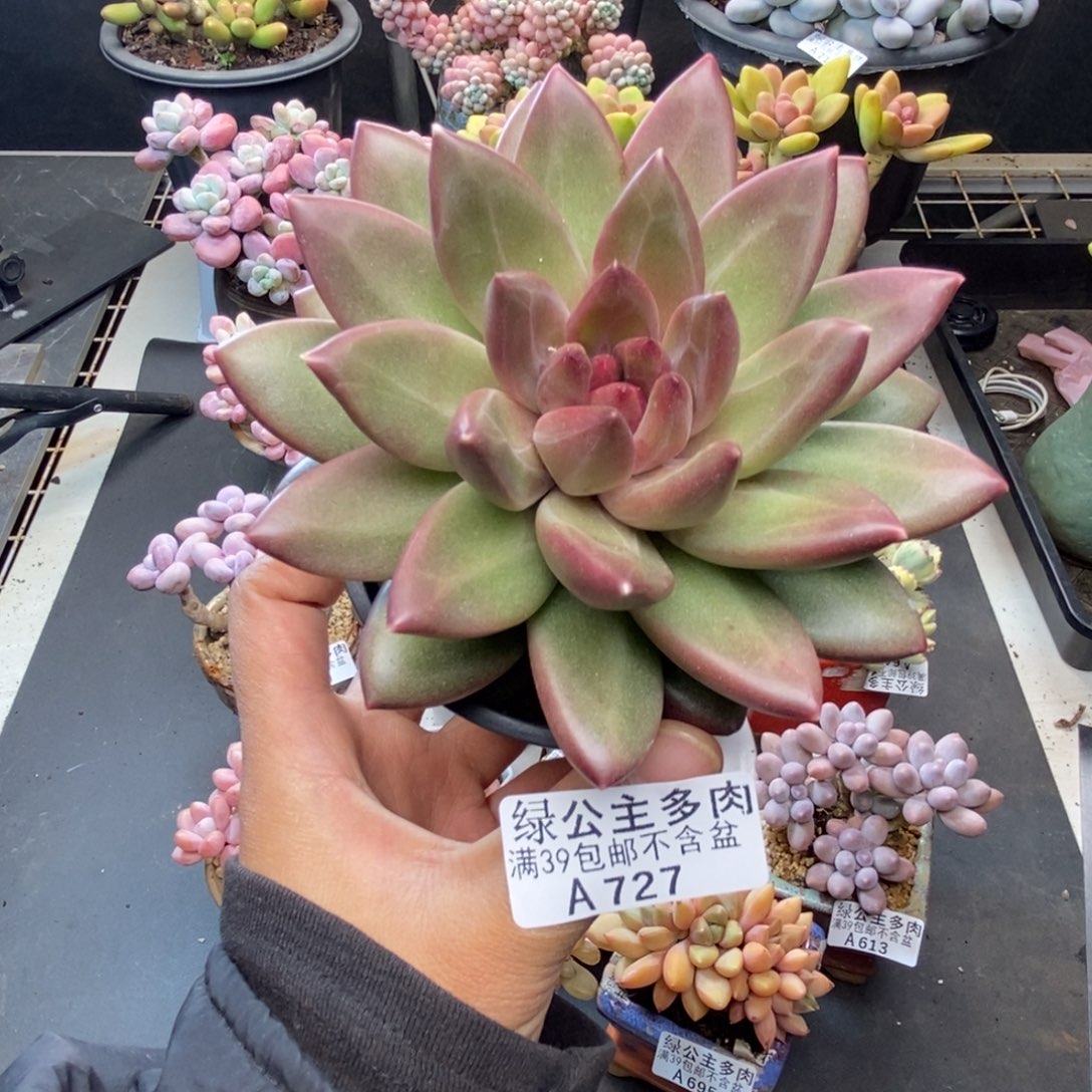 727迷雾泡泡多肉9c m