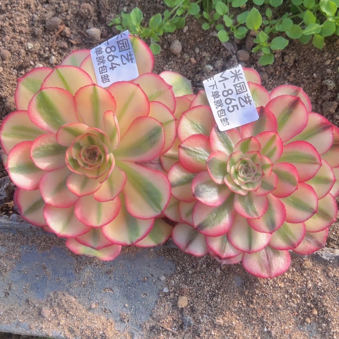 荔枝两颗多肉植物864-65