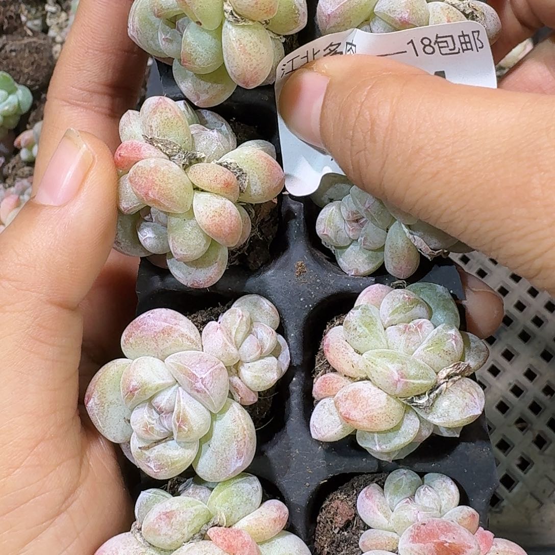 324 号到手1框一物一拍