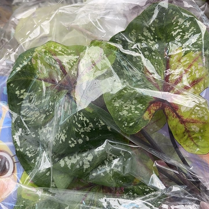 122-0526野蜂飞舞现货