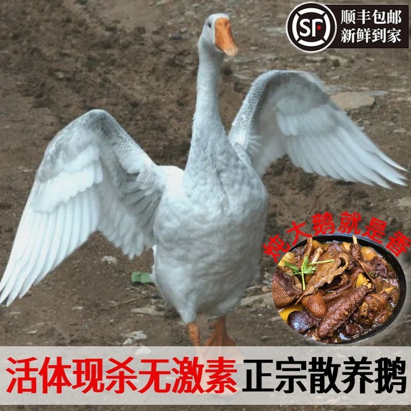 【买一送一】农家散养大白鹅新鲜活体现杀速冻土鹅肉整只顺丰