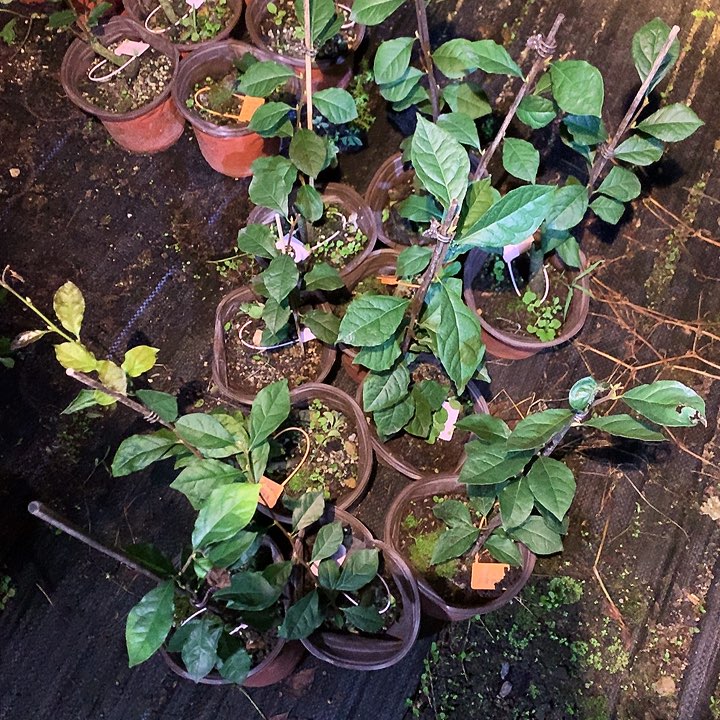 完全开放龙游天下嫁接苗32.8