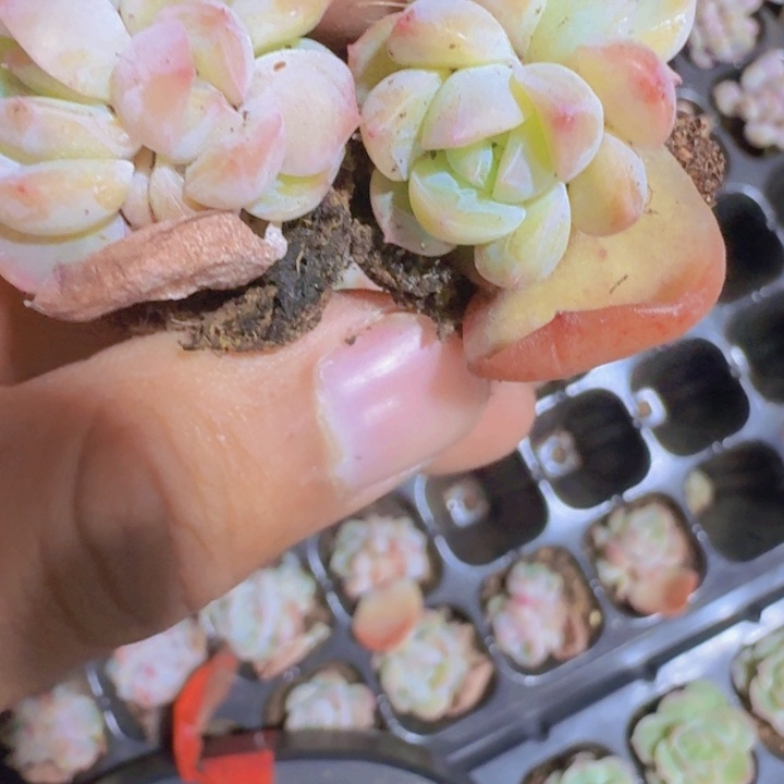 冰冰珍妮五颗一组