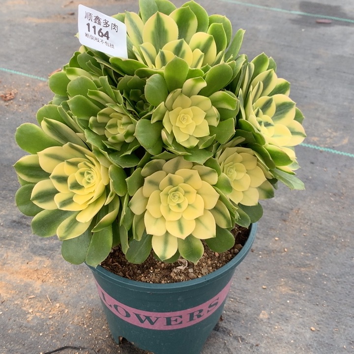 1164辛尼亚多肉植物