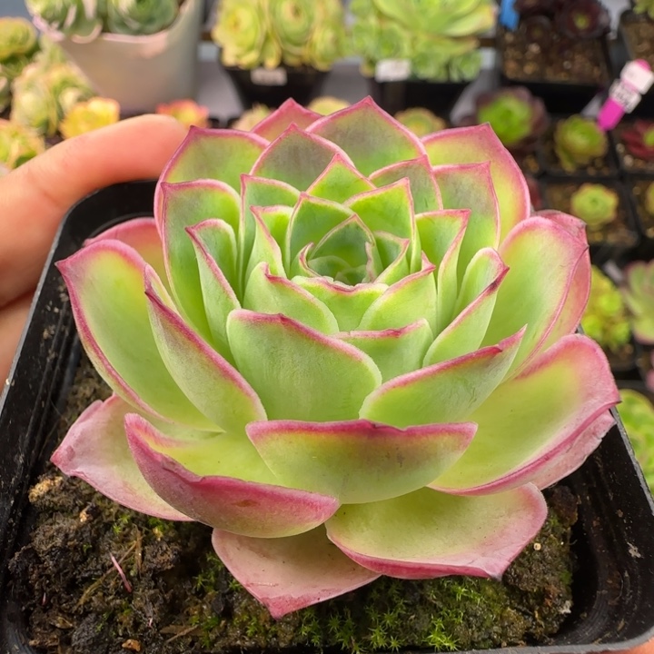 L59半城玫瑰魅影