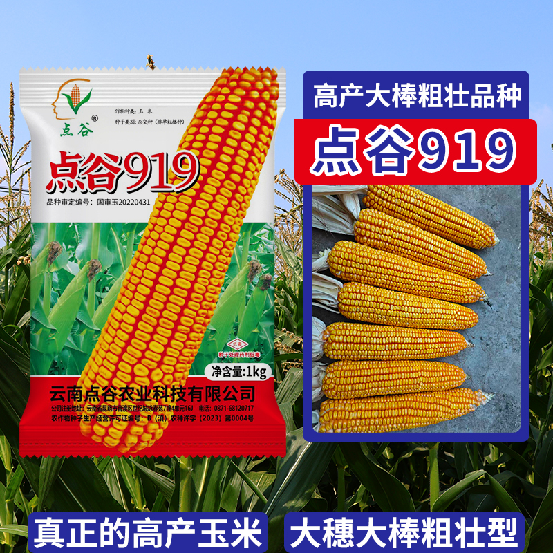 点谷919国审玉米种子耐热抗旱大穗大棒抗病高产抗倒伏包谷种子