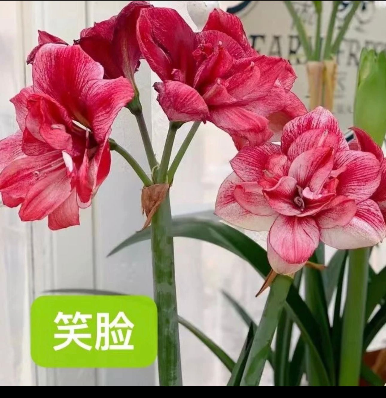 笑脸】朱顶红种球6-8厘米