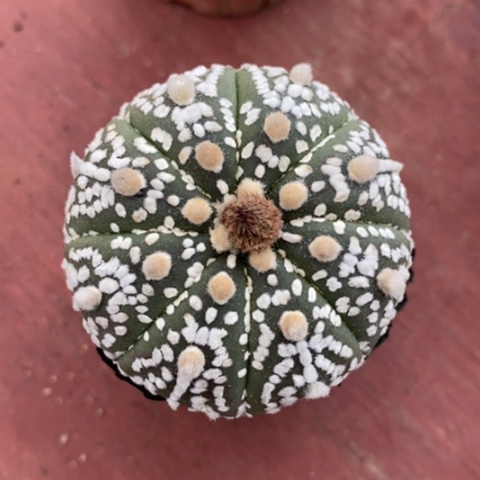 浓白超兜5仙人球