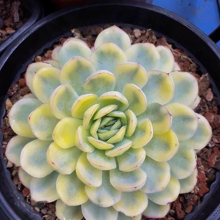 草莓冰锦一物一拍哦