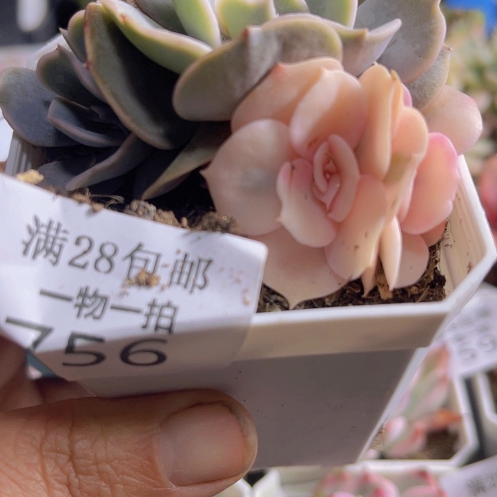 双子座锦多肉植物756