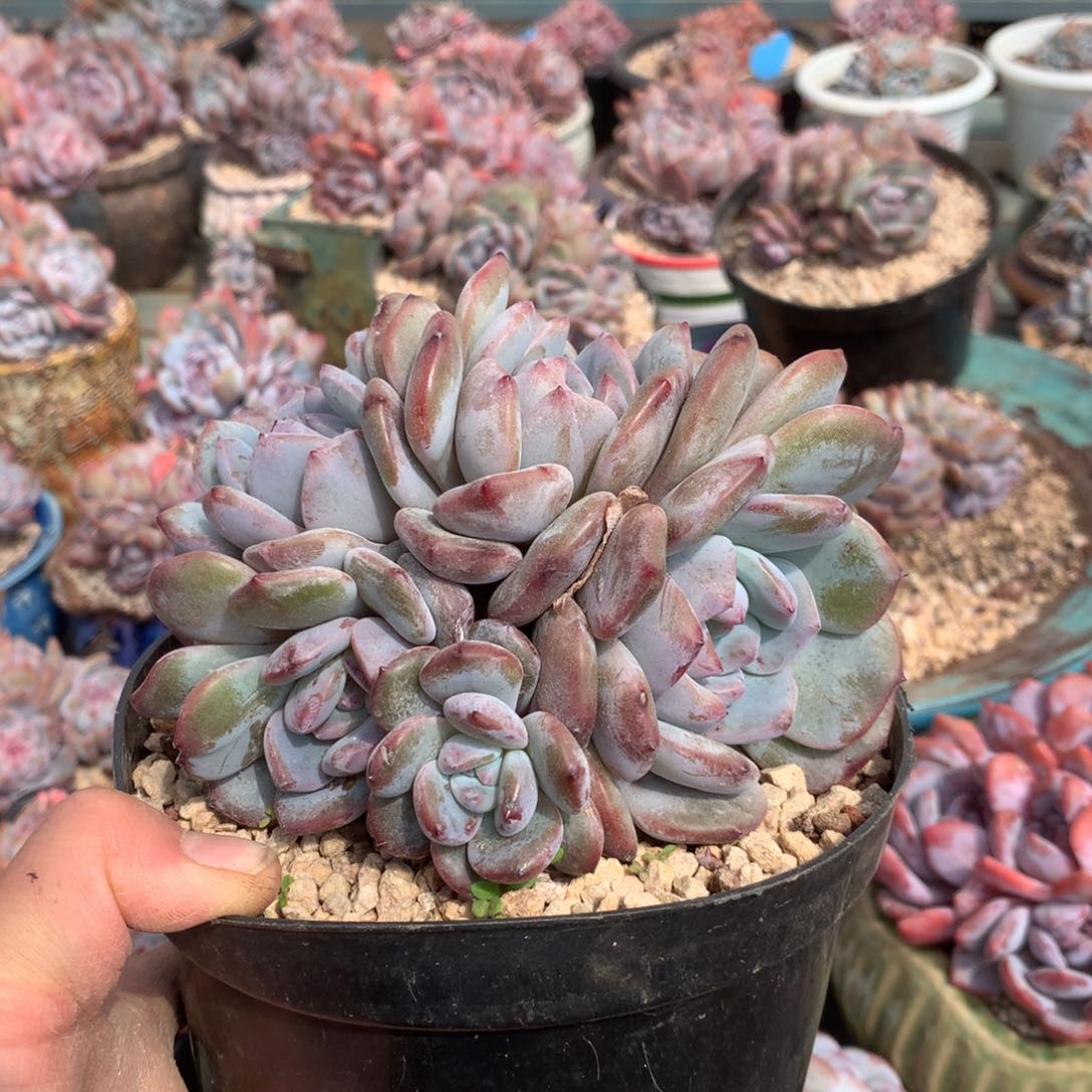 慢慢花花花花花花