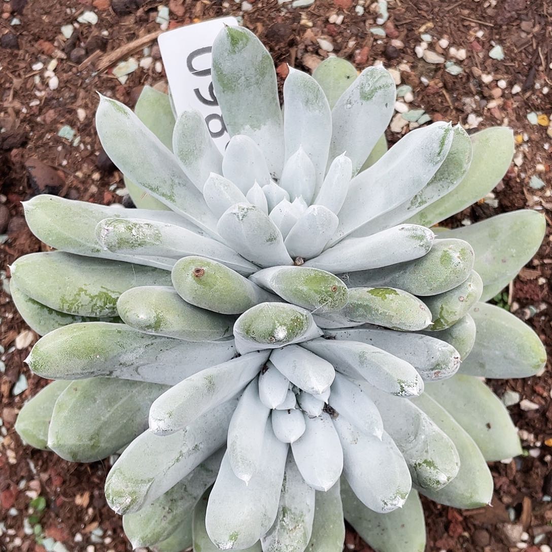 大花朵红拇指6860