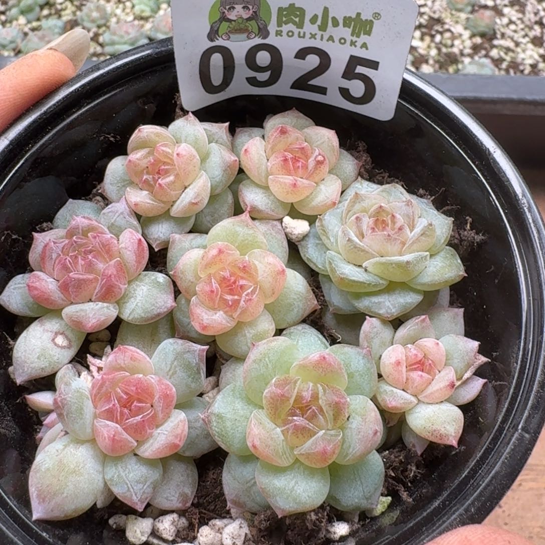 多肉植物多肉植物