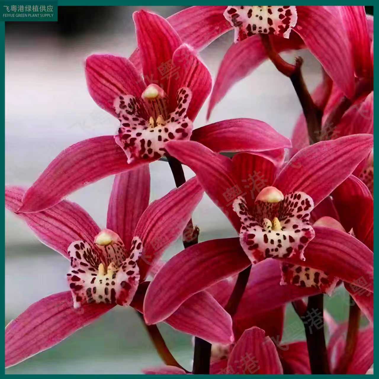 状元红带5花剑起带花苞兰花苗开花浓香兰花室内好养基地发货