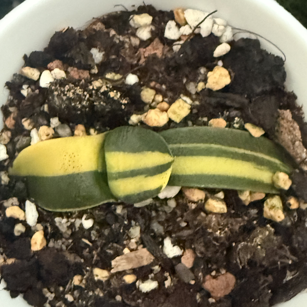 蜗牛锦十二卷哈哈