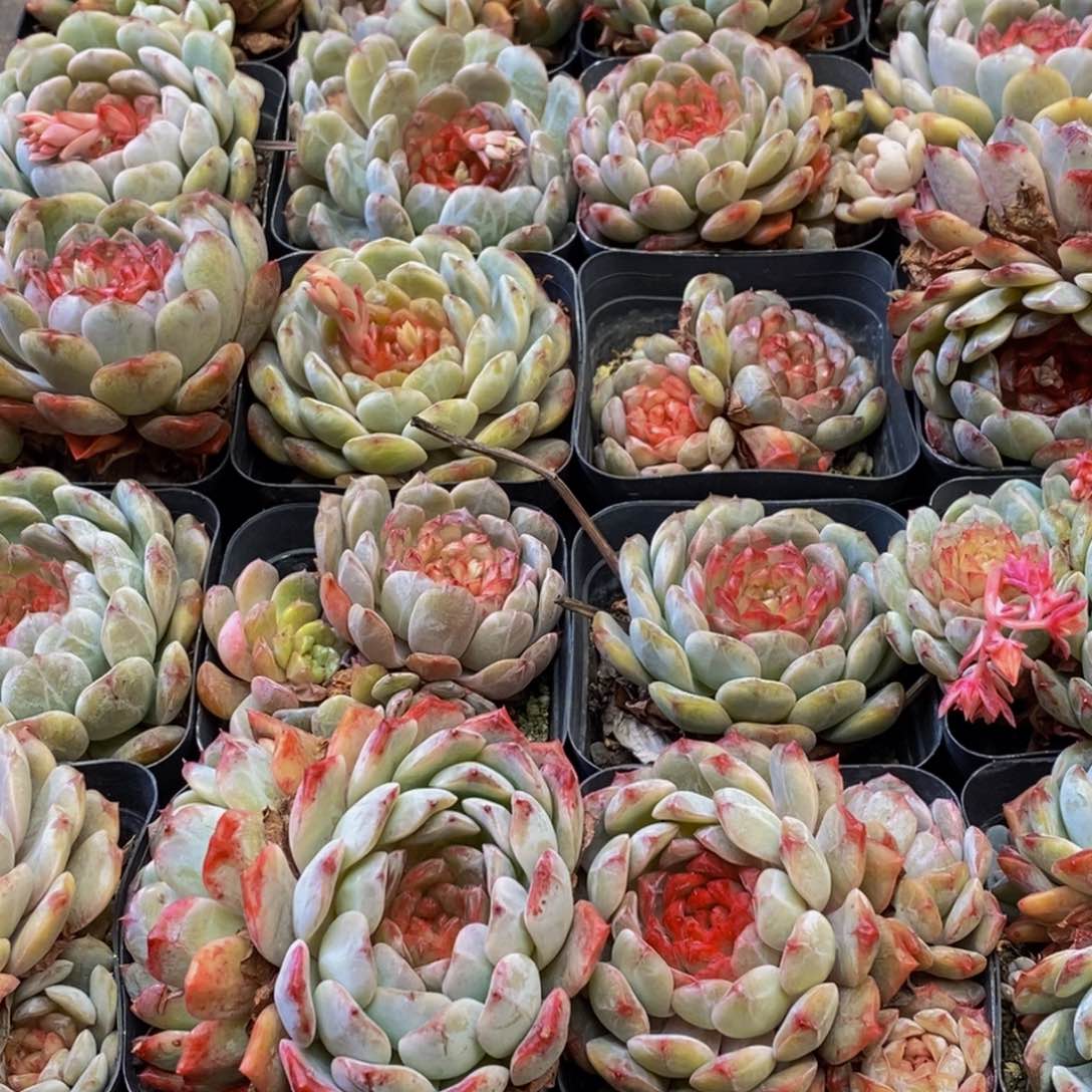 180多肉植物保护研究所所长助理