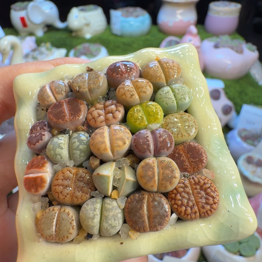 多肉植物福利冲136